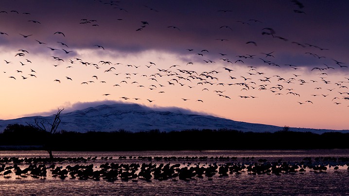 Schneegans Anser caerulescens Snow Goose, Sonnenaufgang, Kanadakranich Grus canadensis Sandhill Crane